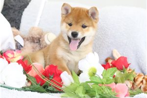 Rolf - Shiba Inu for sale
