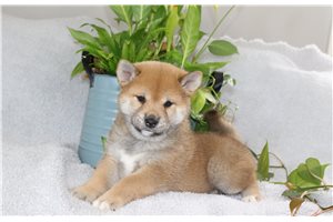 Benina - puppy for sale