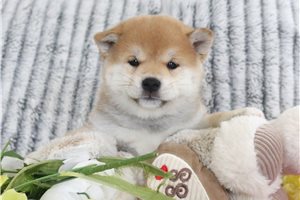Ronin - Shiba Inu for sale