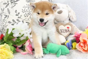 Ronin - Shiba Inu for sale