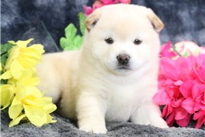 Erin - Shiba Inu for sale