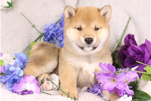 Kimono - Shiba Inu for sale