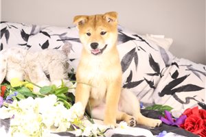 Matcha - Shiba Inu for sale