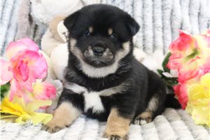 Thaddeus - Shiba Inu for sale
