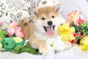Ronin - Shiba Inu for sale