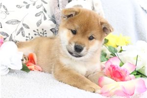 Rolf - Shiba Inu for sale