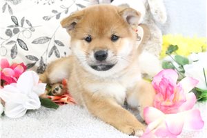 Rolf - Shiba Inu for sale