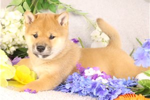 Sushi - Shiba Inu for sale