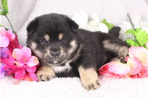 Wanda - Shiba Inu for sale