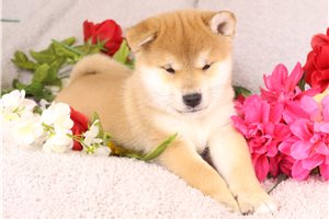 Sebastian - Shiba Inu for sale
