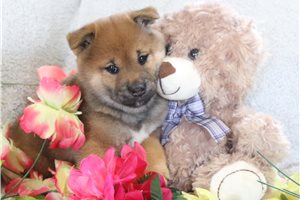 Gabrielle - Shiba Inu for sale