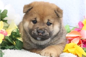 Gabrielle - Shiba Inu for sale
