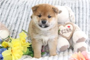 Rolf - Shiba Inu for sale