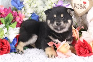 Wanda - Shiba Inu for sale
