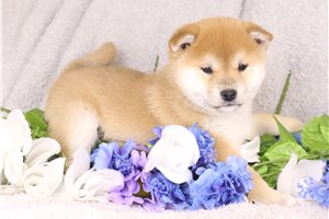 Sashimi - puppy for sale