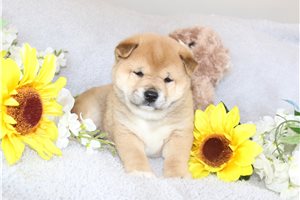 Talia - puppy for sale