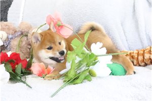 Rolf - Shiba Inu for sale