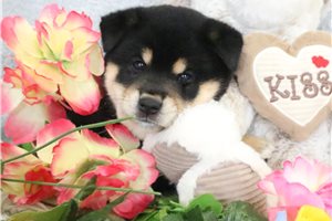 Tino - Shiba Inu for sale