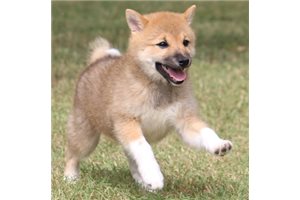Sofia - Shiba Inu for sale