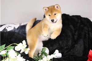 Kitara - Shiba Inu for sale