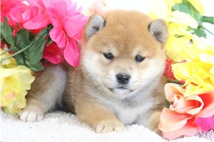 Colleen - Shiba Inu for sale