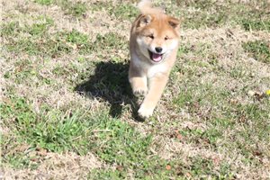 Benjiro - puppy for sale