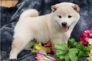 Erin - Shiba Inu, placed in Joplin