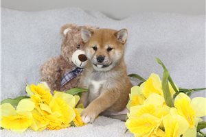Botan - puppy for sale