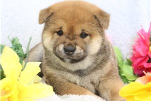 Ginny - Shiba Inu for sale