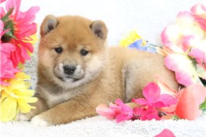 Charlotte - Shiba Inu for sale