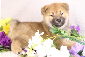 Gozen - Shiba Inu for sale