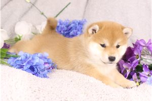 Gyoza - Shiba Inu for sale