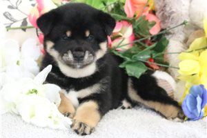 Thaddeus - Shiba Inu for sale