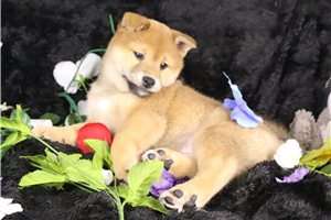 Mochi - Shiba Inu for sale